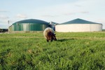envitecbiogas190408 envitecbiogas190408